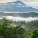 This continuous forest in Borneo is exactly what tropical forest animals need.